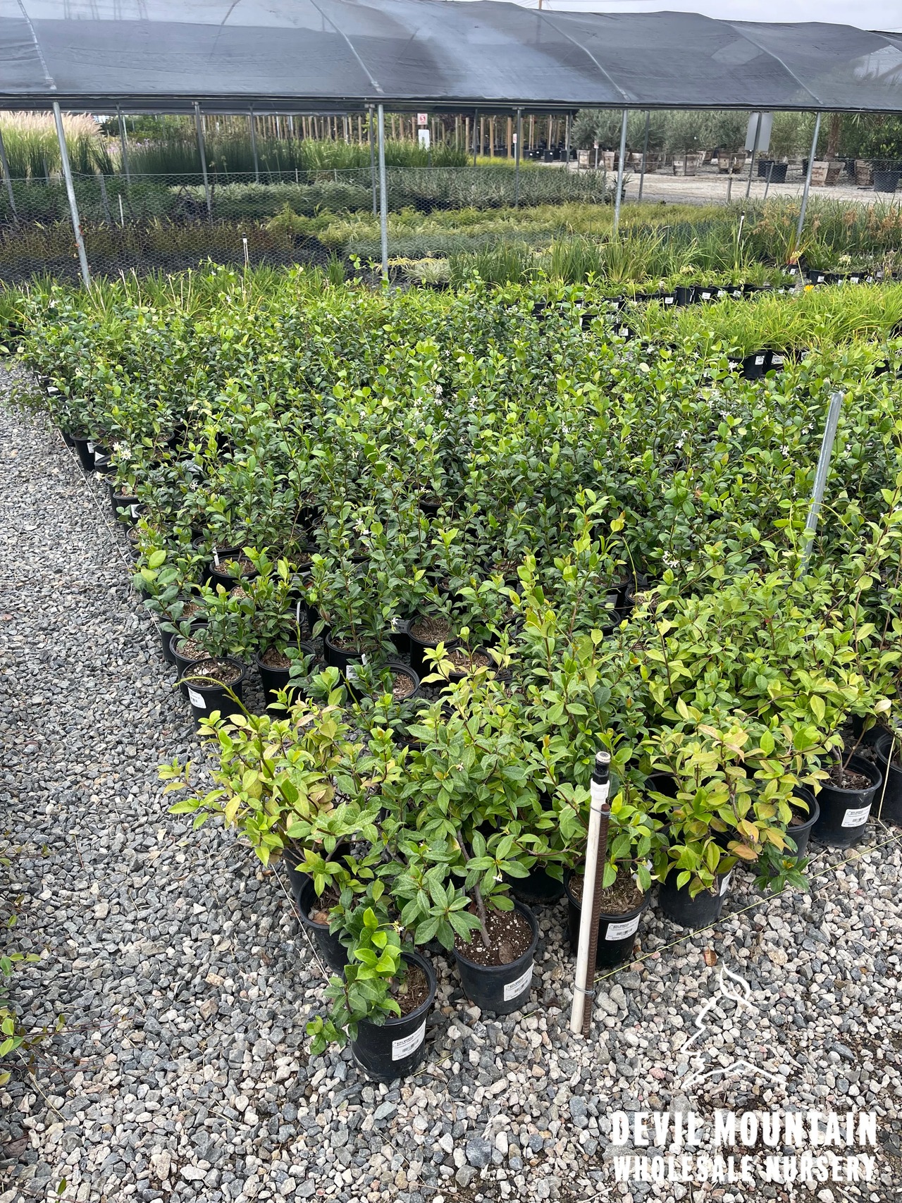 Star Jasmine, Confederate Jasmine, Maile Haole