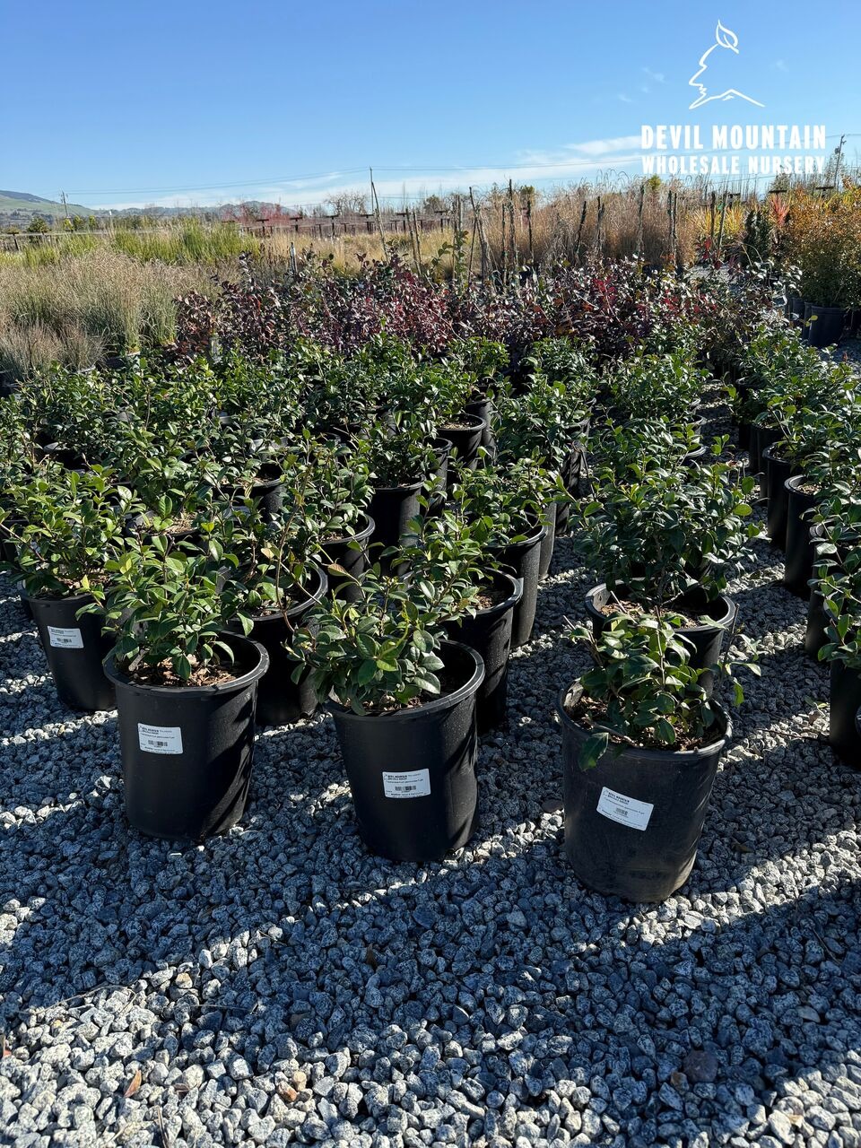 Star Jasmine, Confederate Jasmine, Maile Haole
