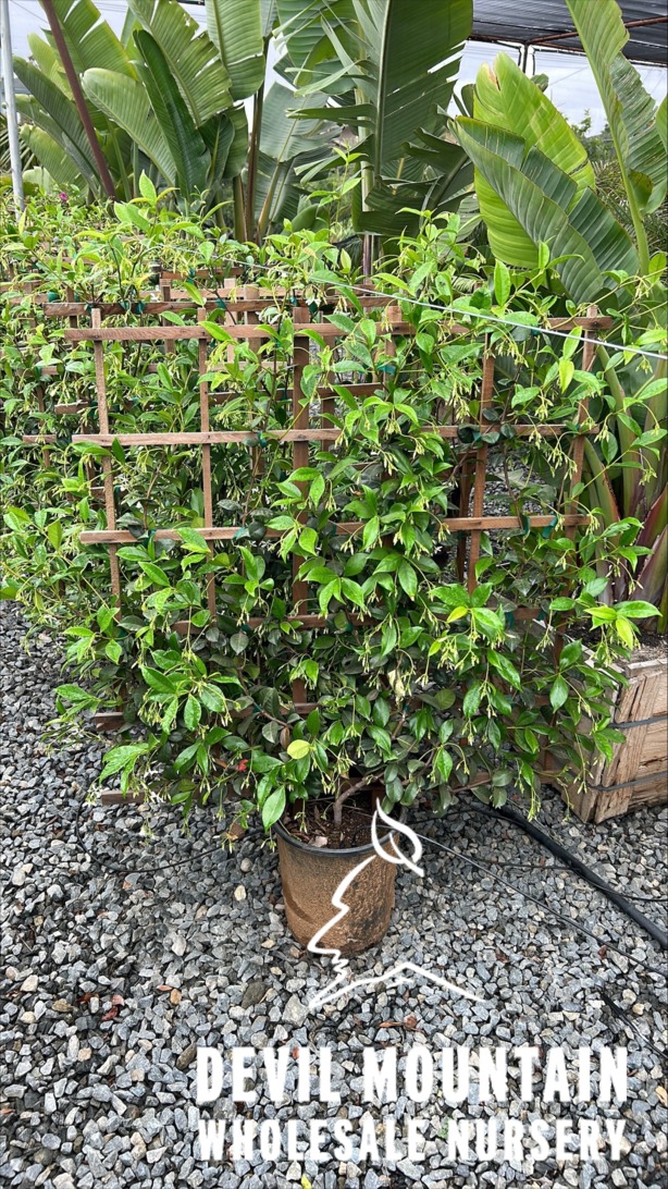 Star Jasmine, Confederate Jasmine, Maile Haole
