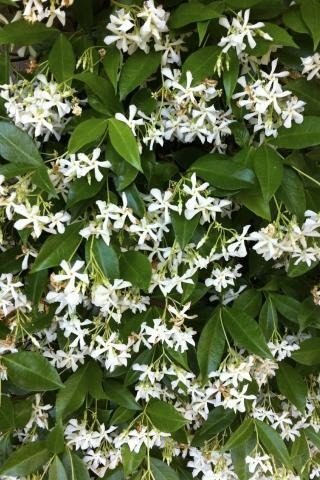Star Jasmine, Confederate Jasmine, Maile Haole