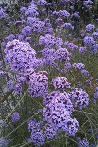 Tall Verbena, Verbain