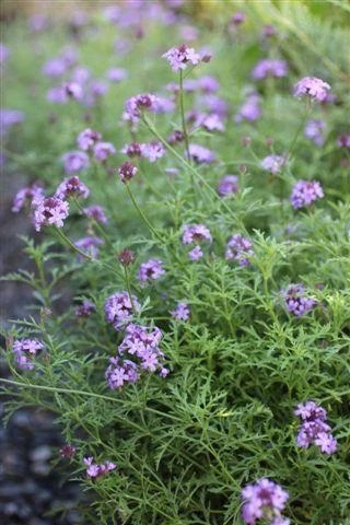 De La Mina Cedros Island Verbena