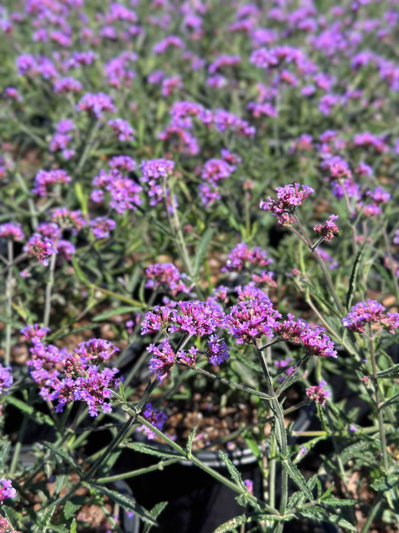 Dwarf Lollipop Verbena, Verbain