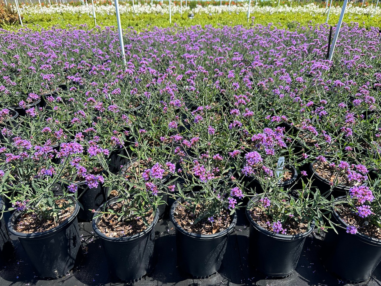 Dwarf Lollipop Verbena, Verbain