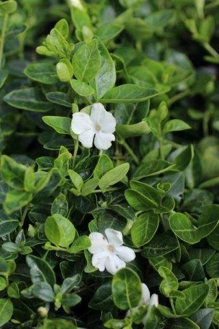 Dwarf White Periwinkle, Creeping Myrtle