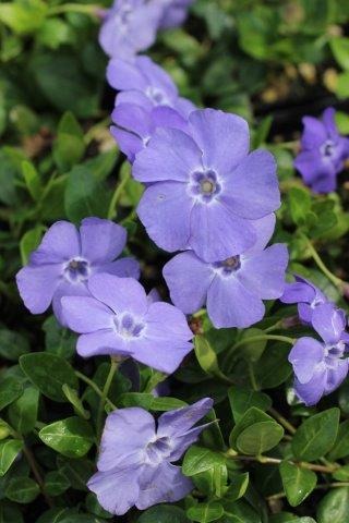 Dwarf Periwinkle, Creeping Myrtle