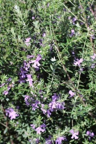 Blue Gem Coast Rosemary