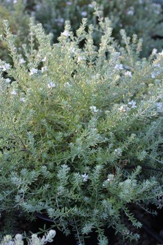 Coast Rosemary