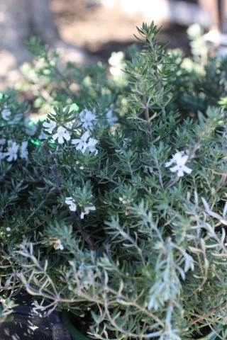 Low Horizon Coast Rosemary