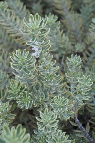 Morning Light Coast Rosemary