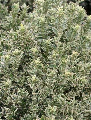 Morning Light Coast Rosemary