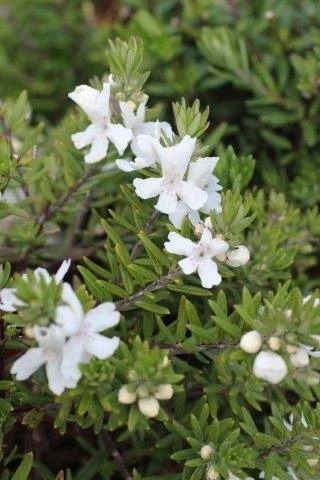 Mundi Coast Rosemary