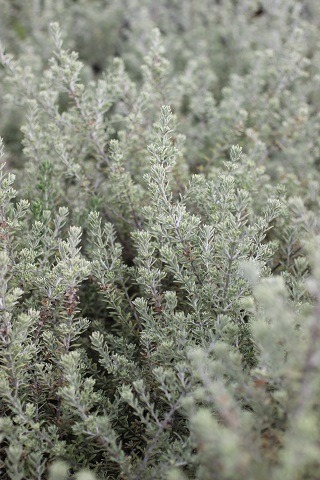 Smokey Coast Rosemary