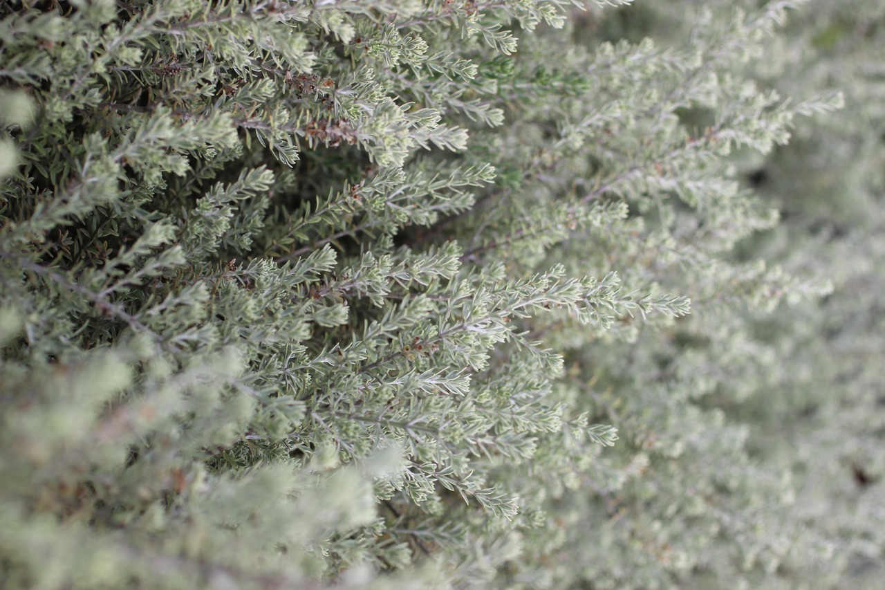 Smokey Coast Rosemary