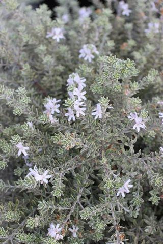 Smokey Coast Rosemary