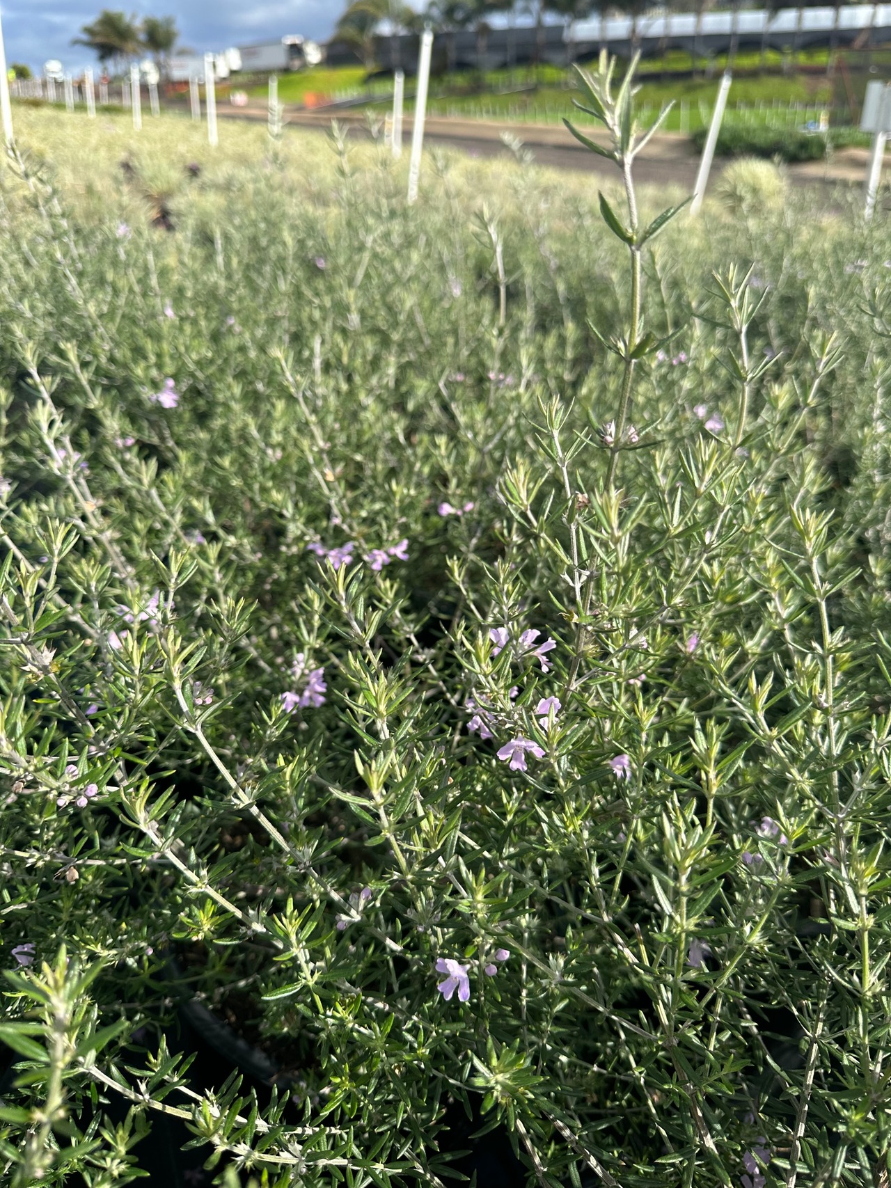 Wynyabbie Gem Coast Rosemary
