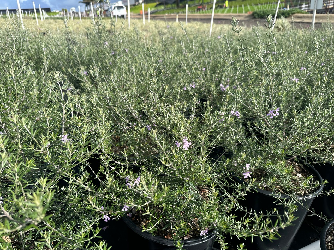 Wynyabbie Gem Coast Rosemary