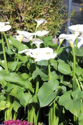 Common Calla Lily